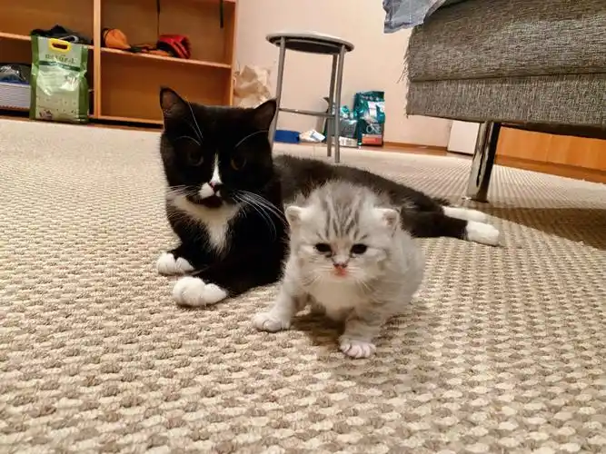 肚子怎么有点鼓 没有多想七夕节早上 我听见床下隐隐约约有小猫的叫声