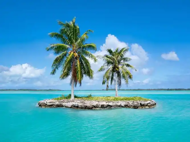 小岛上的两颗椰树