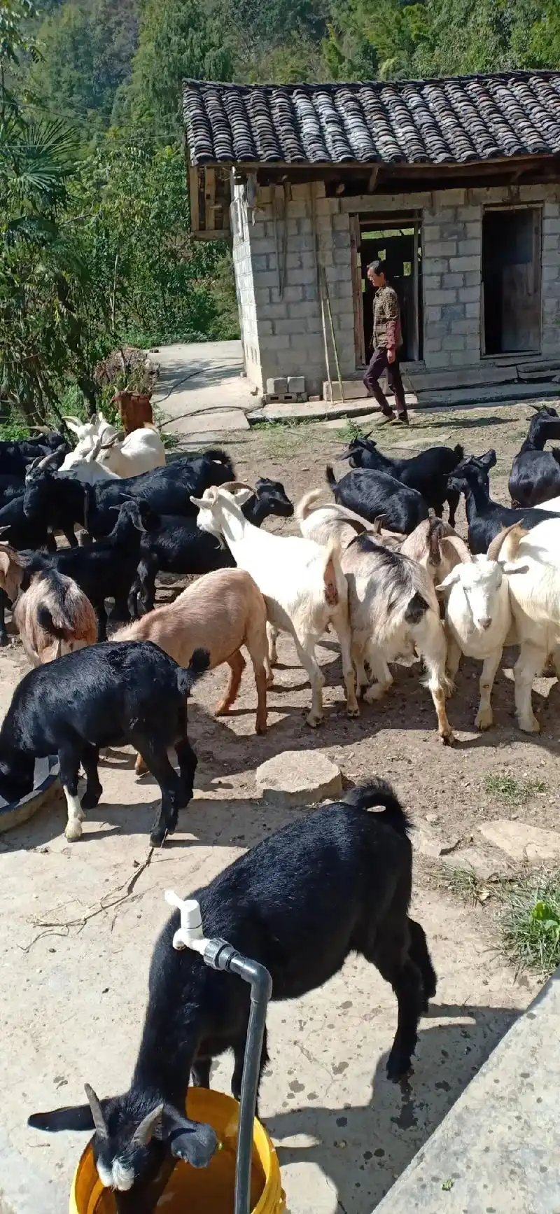 #放养山羊 要买羊的联系我.纯土山羊原生态,电话157221 - 抖音