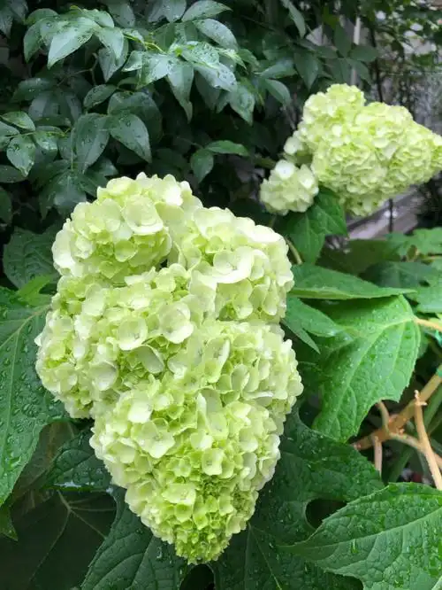 栎叶绣球 和声|