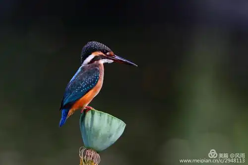 今夏,我和翠鸟有个约会