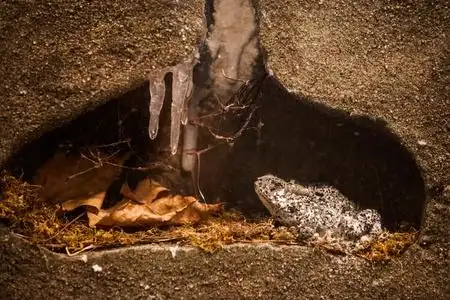 冬眠青蛙图片-冬眠青蛙素材-冬眠青蛙插画-摄图新视界