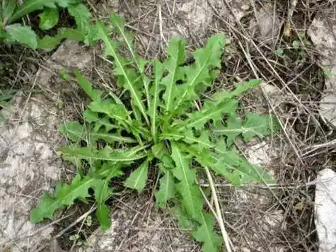 学名叫蒲公英,性寒,味道甘苦,有抗菌消炎,清热解毒的功效,可以舒缓