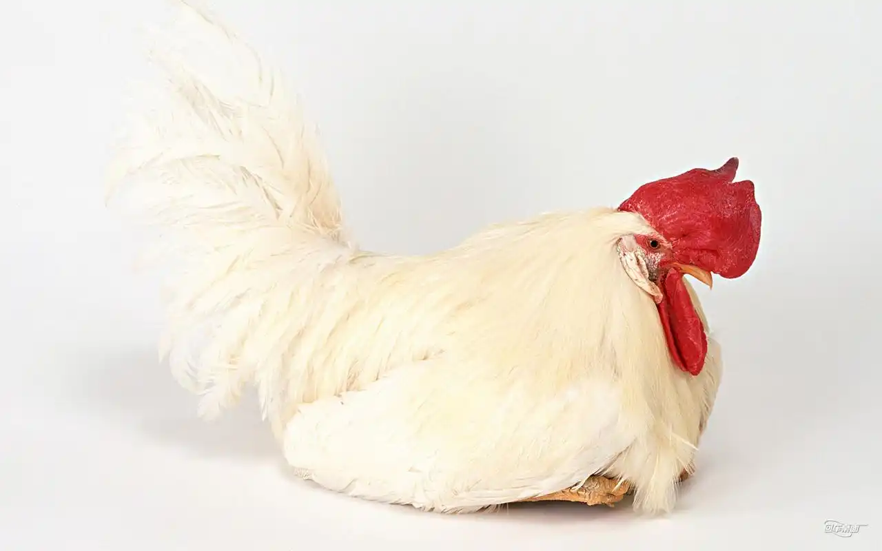 器宇轩昂的家禽鸡高清电脑桌面壁纸下载