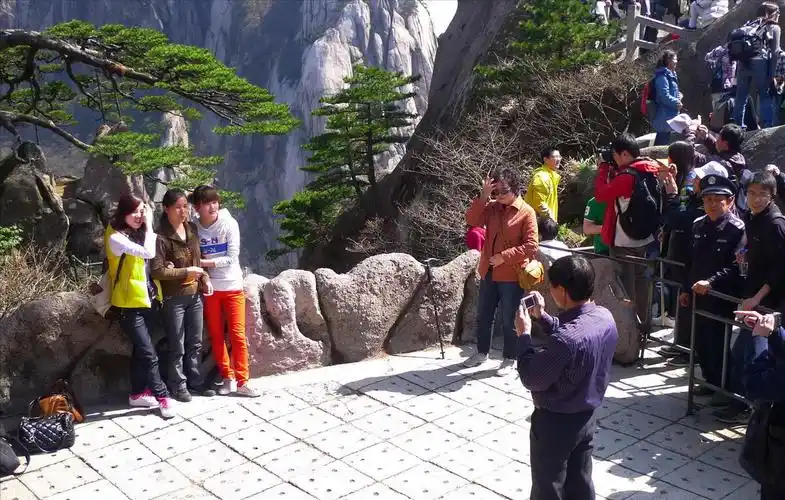 配警卫24小时守护,成安徽卫视的台标,黄山上的这棵树有多珍贵?