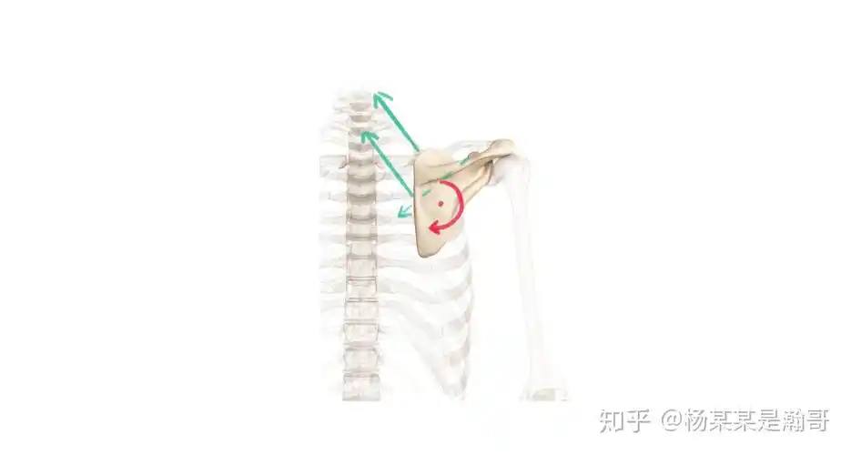 物理治疗基础肌骨解剖学习肩胛骨的运动
