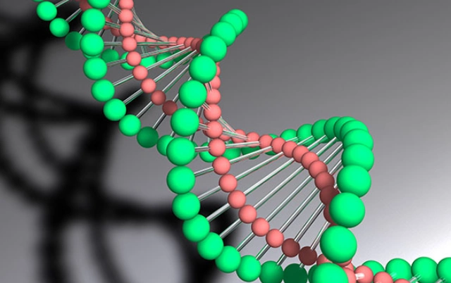 胎盘屏障胎盘屏障胎盘屏障