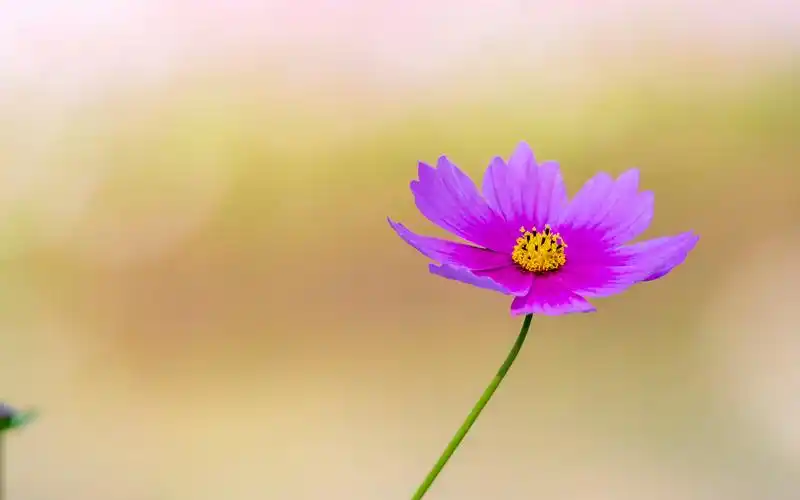 清新淡雅的格桑花图片电脑壁纸