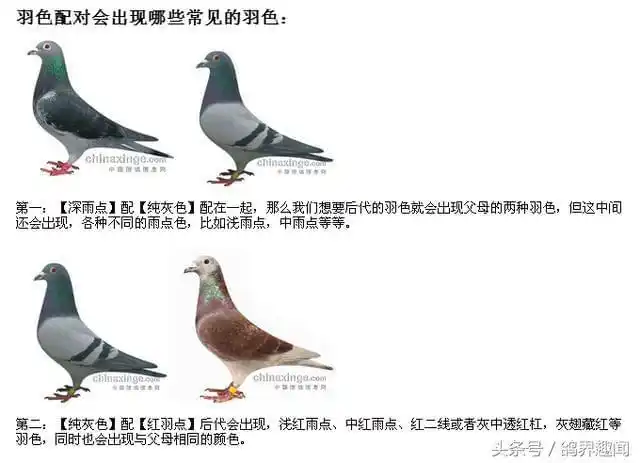 最全信鸽种鸽羽色配对如何繁育异色鸽子漂亮羽色的鸽子