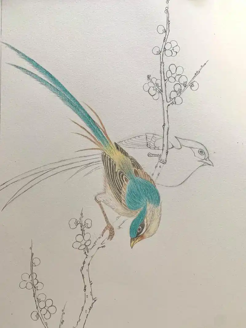 彩铅画花鸟 色号不好对,白天比较好上色.