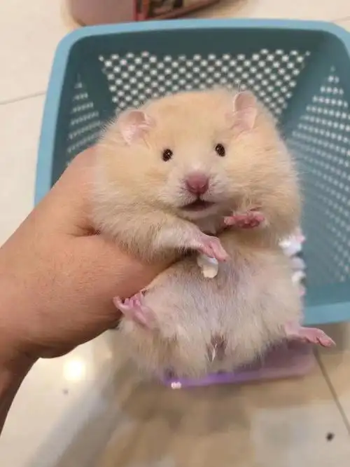 最后一只面纹蜜弟弟找家长