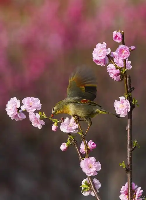 花鸟图桃花上的相思鸟