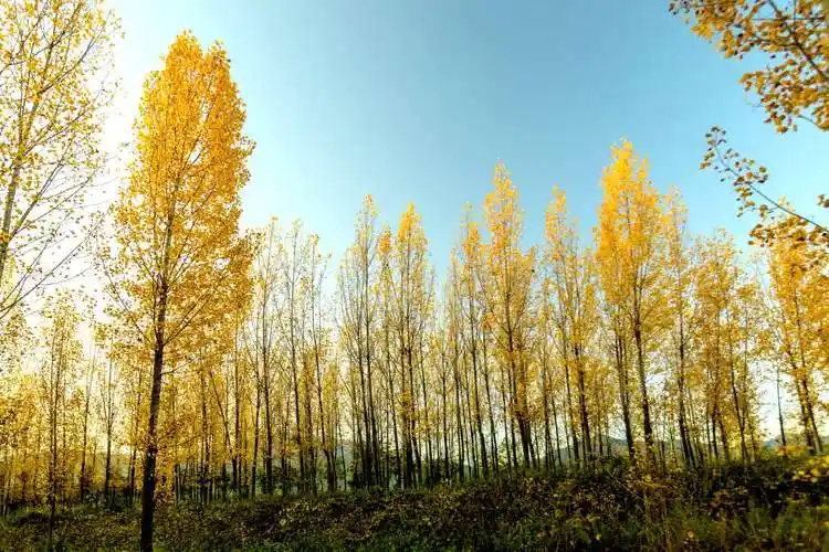 秋之韵~~挺拔的白杨