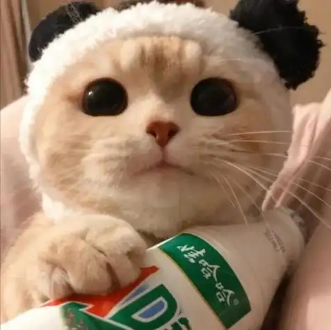 超级萌宠猫咪头像你们喜欢的萌宠头像在这里哦