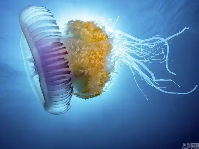 摄影师潜水拍摄皇冠水母 美丽至极_网易新闻