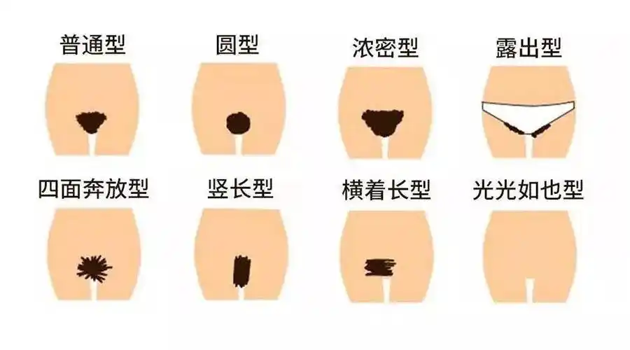阴毛多就代表性欲强吗聊一聊私处毛发那些事儿