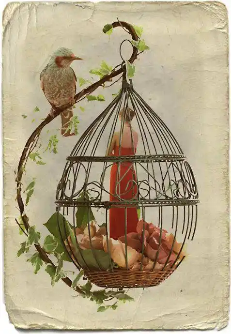 囚鸟每个人都是笼中鸟身不由己