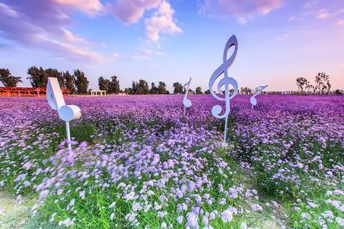 紫色花海中的音符 风光 风光 生态 佳能 薰衣草 紫谷伊甸园 7mx年度