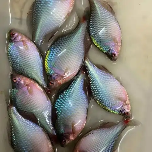 空梦群游鱼七彩高体鳑鲏精选成鱼冷水观赏鱼淡水好养耐活原生除藻小鱼