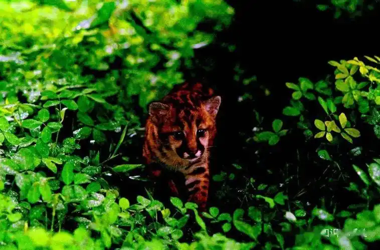 影像厄瓜多尔的雨林和加拉帕戈斯群岛