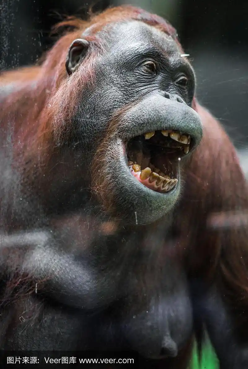 圆圆的脸的红色大猩猩