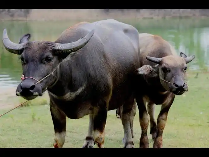 大水牛,老黄牛