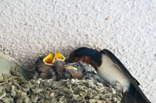 燕子妈妈给小燕子喂食