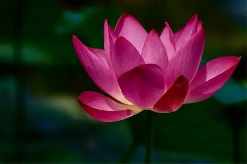 荷痴---羊城书画研究会荷花世界采风记