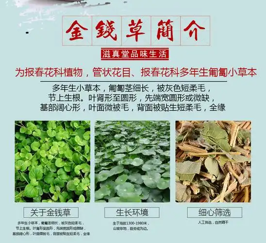 滋真堂 金钱草 大叶 石茶 金钱草 花草茶 可搭配鸡内金 金钱草1000g