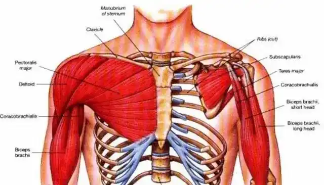 这两块肌肉是胸大肌和胸小肌.