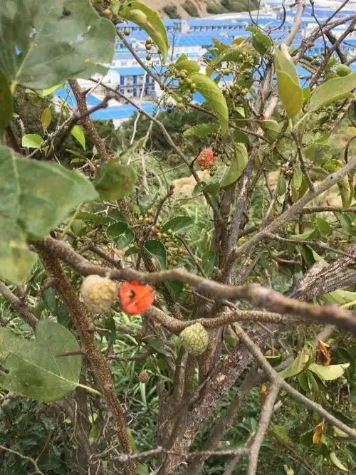 这种全身带刺的果子是什么植物的种子?第二张图是此植物植株的样子.