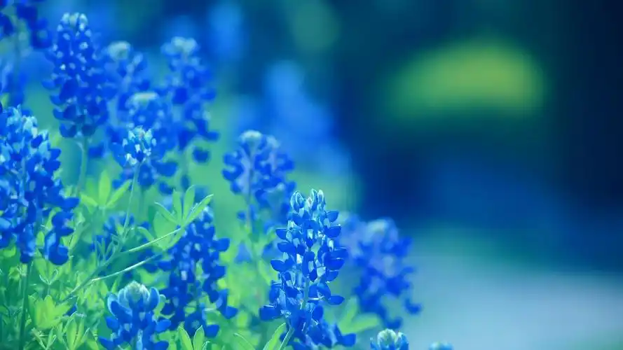 清新唯美意境花卉图片桌面壁纸