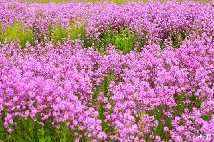 初夏之旅打卡梦幻紫毛萼香芥