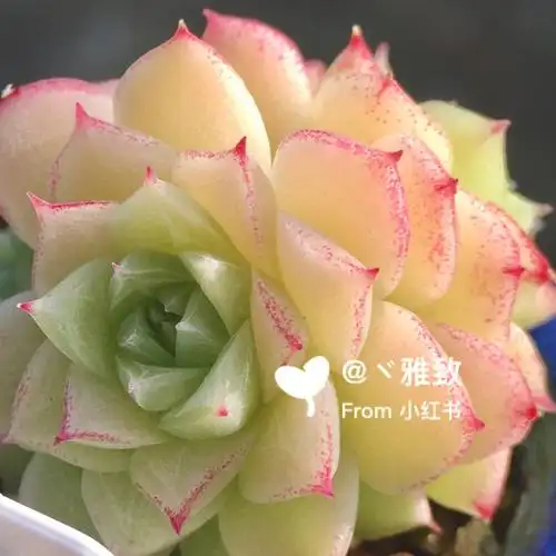 女妖女王玫瑰多肉