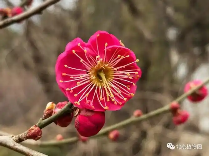armeniaca mumebai xu zhu sha白须朱砂梅本品种群梅花最典型的