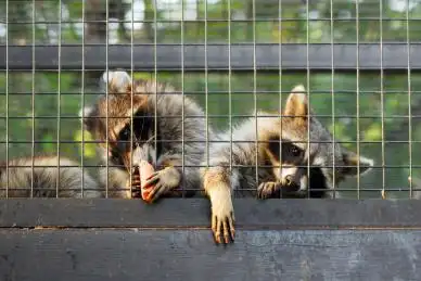 北京动物园关在笼子里的两只狗獾