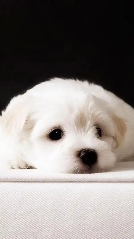 可爱萌宠物狗h5背景