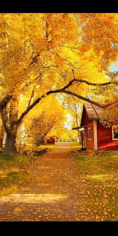 治愈系风景 #深秋时节的诗情画意 又是一年秋风凉,又是一地 - 抖音