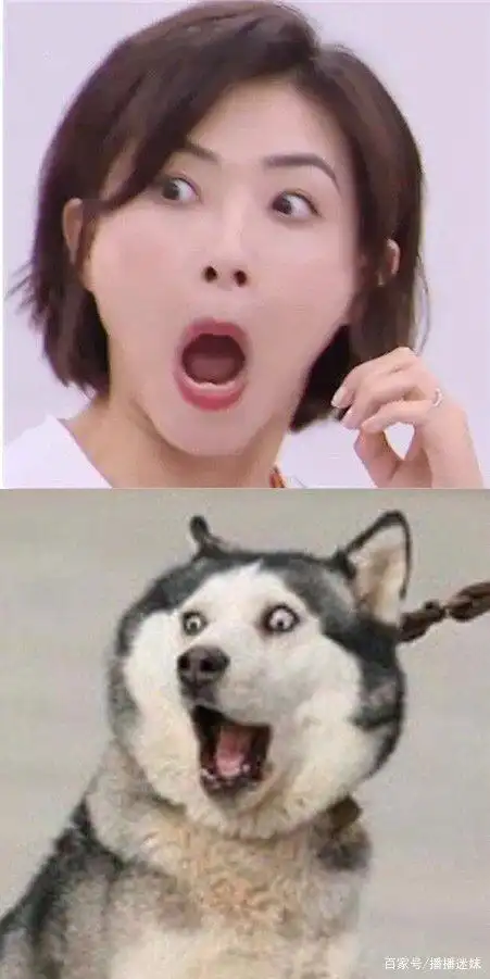 万茜——哈士奇惊讶