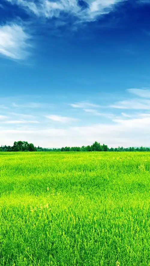护眼壁纸,护眼,草原,清新,手机壁纸绿色保护您的眼睛