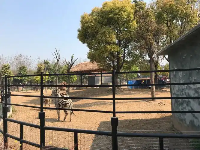 小六班的奇妙旅程--淮安动物园