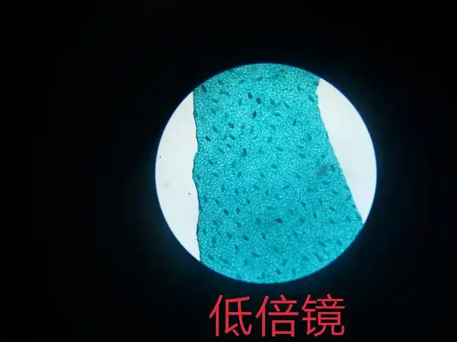 蚕豆叶下表皮细胞