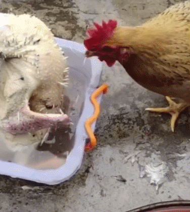 把鸡放盆里打算拔毛进屋拿了个工具隔了会再去看时语塞了