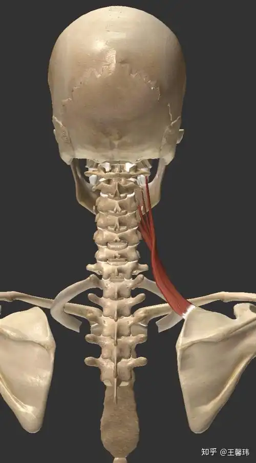 那些被我们忽略的小肌肉系列之肩胛提肌