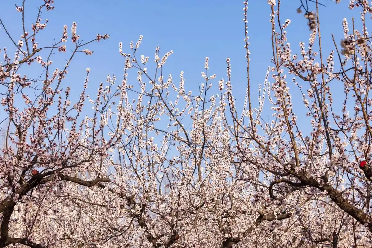 这么好看的杏花当然要分享出来一起欣赏啦#杏花三月天 #春天里 - 抖音