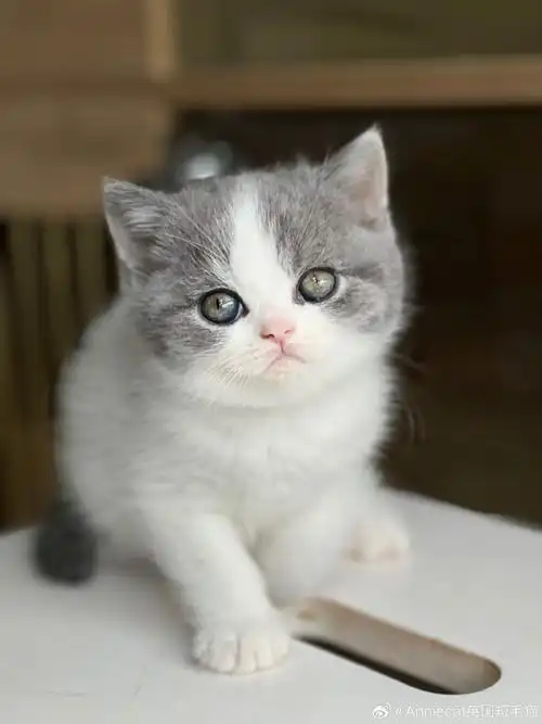 蓝白英短##赛级英短猫舍##cfa英国短毛猫##英短猫舍