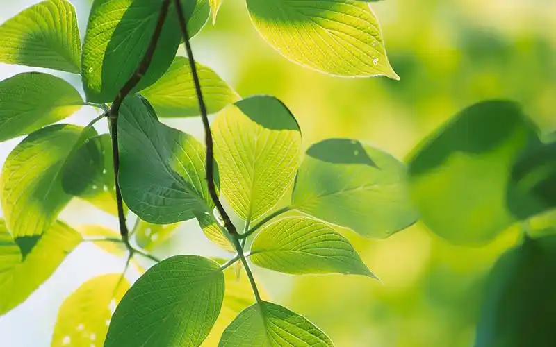 春天绿意盎然的树叶桌面壁纸