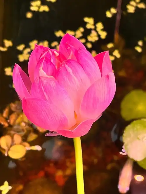 今夏第一朵莲花