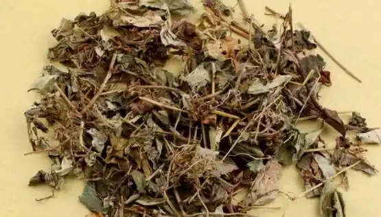 金钱草还具有清热解毒,消肿止痛的功效,对于缓解痛风引起的关节肿痛也