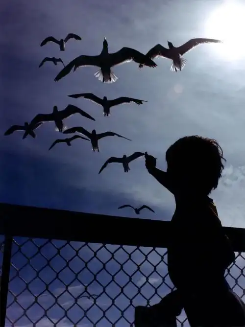 头像男生海边海鸥